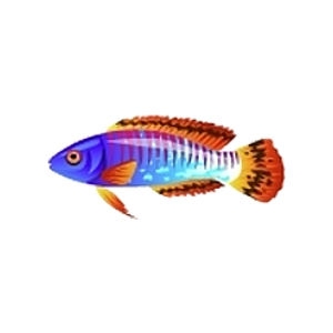 Cirrus Fairy Wrasse